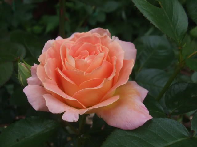 'Elle' Hybrid Tea Rose